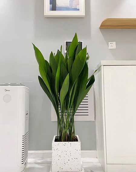 好养活的花卉植物