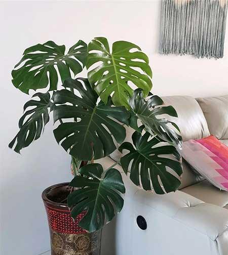 好养活的花卉植物