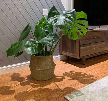 好养活的花卉植物