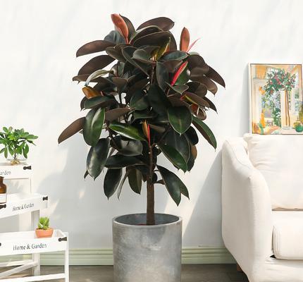 好养活的花卉植物