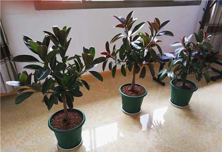 好养活的花卉植物