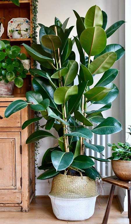 好养活的花卉植物