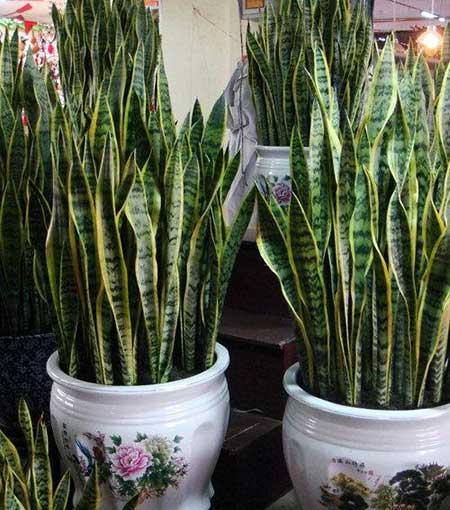 好养活的花卉植物