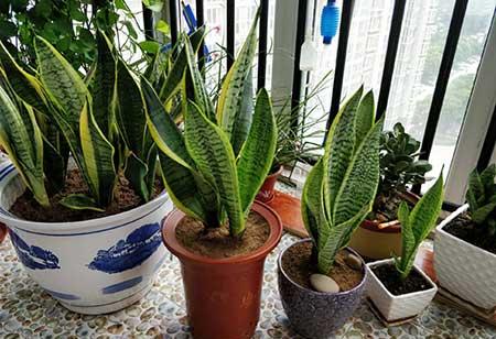 好养活的花卉植物