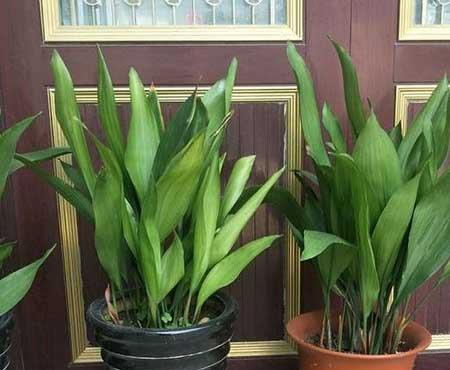 好养活的花卉植物