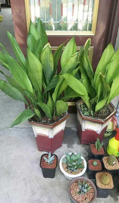 好养活的花卉植物