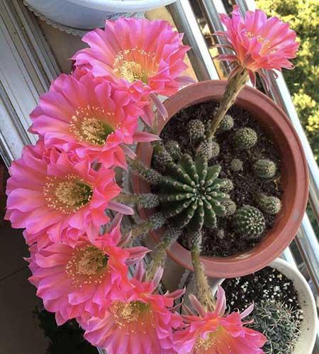 好养活的花卉植物