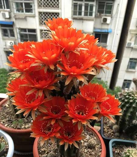 好养活的花卉植物