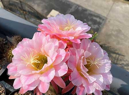 好养活的花卉植物