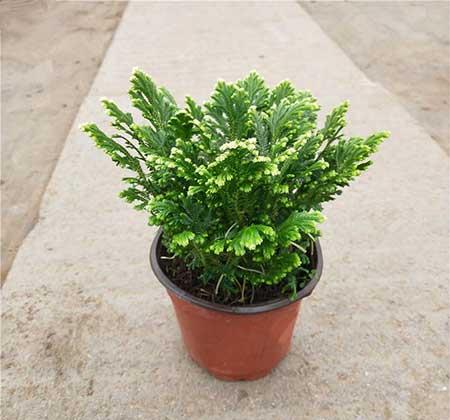 好养活的花卉植物