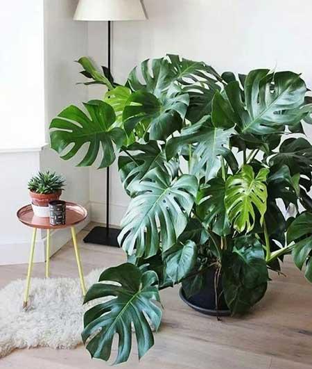 好养活的花卉植物