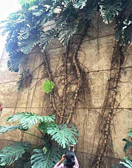 好养活的花卉植物