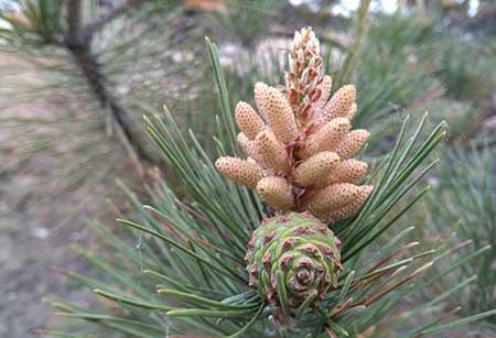 代代果盆栽怎么养