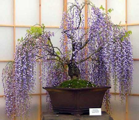 代代果盆栽怎么养