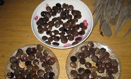 代代果盆栽怎么养