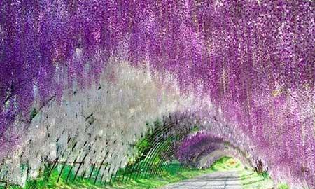 代代果盆栽怎么养