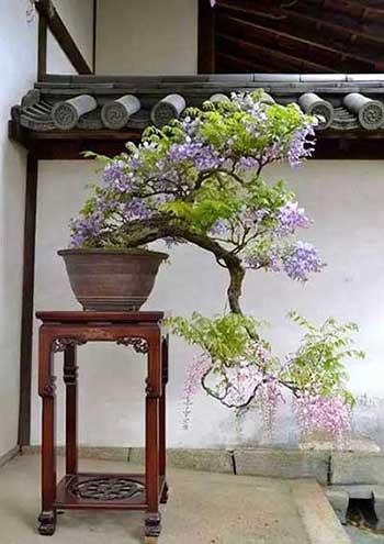 代代果盆栽怎么养