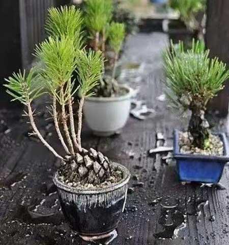 代代果盆栽怎么养