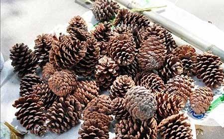 代代果盆栽怎么养