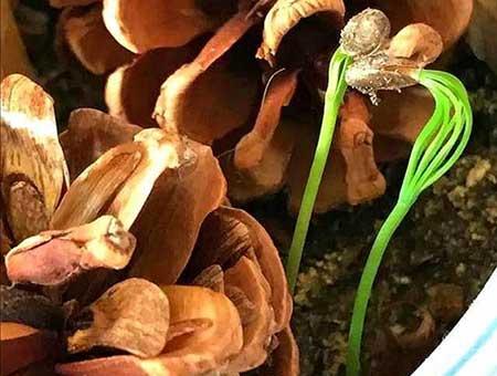 代代果盆栽怎么养