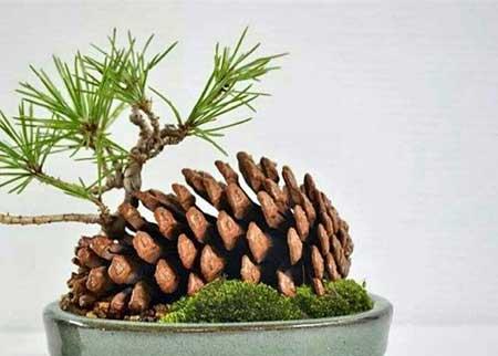 代代果盆栽怎么养