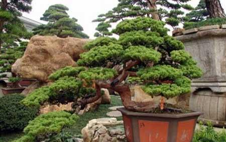 代代果盆栽怎么养