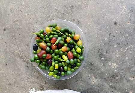 代代果盆栽怎么养