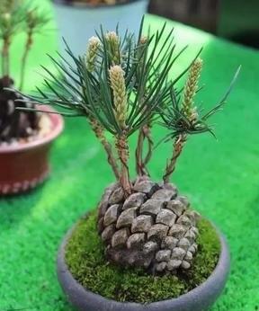 代代果盆栽怎么养