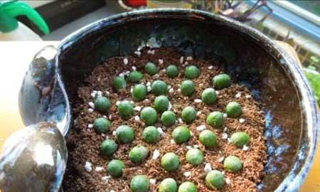 代代果盆栽怎么养