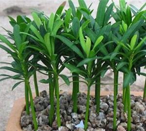 代代果盆栽怎么养