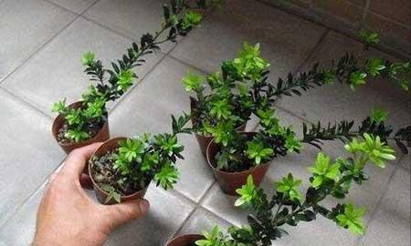 代代果盆栽怎么养