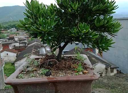 代代果盆栽怎么养