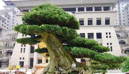 代代果盆栽怎么养