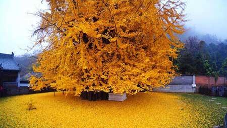 代代果盆栽怎么养