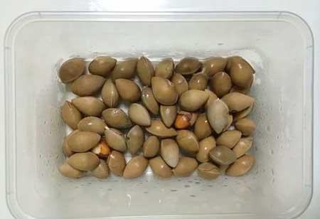 代代果盆栽怎么养