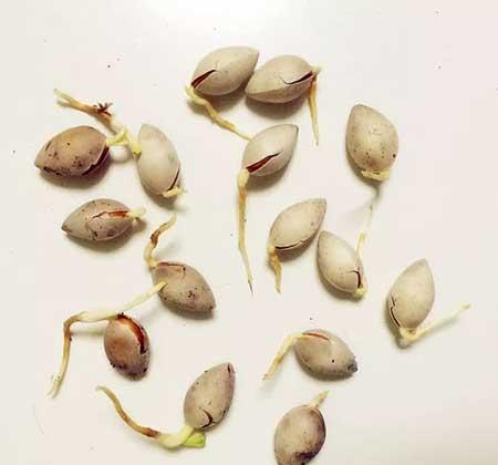 代代果盆栽怎么养