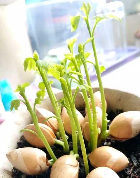 代代果盆栽怎么养