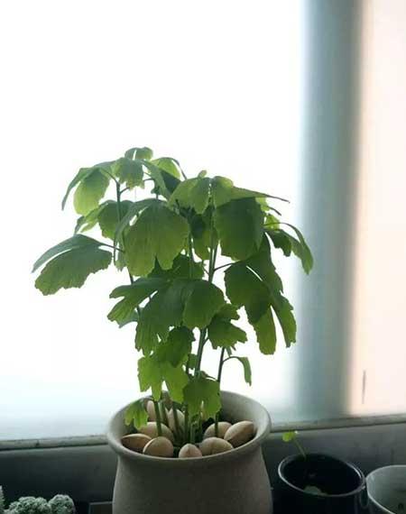 代代果盆栽怎么养