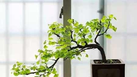 代代果盆栽怎么养