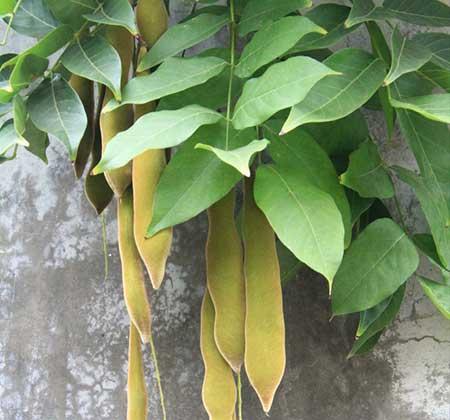 代代果盆栽怎么养