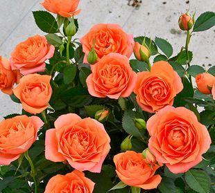 窗台养什么花最好