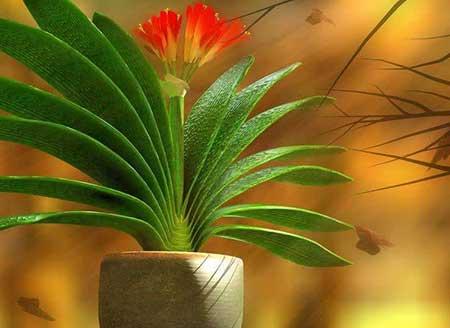 窗台养什么花最好