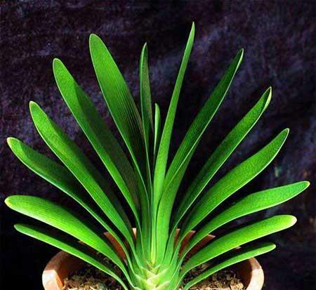 窗台养什么花最好