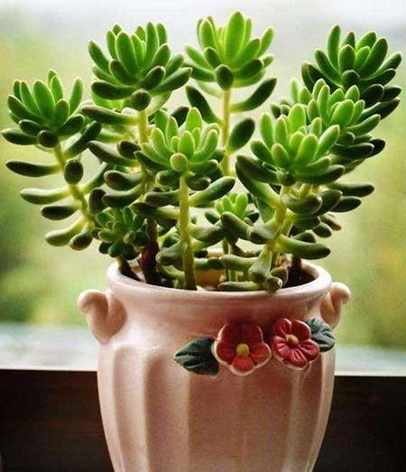 窗台养什么花最好