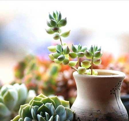 窗台养什么花最好