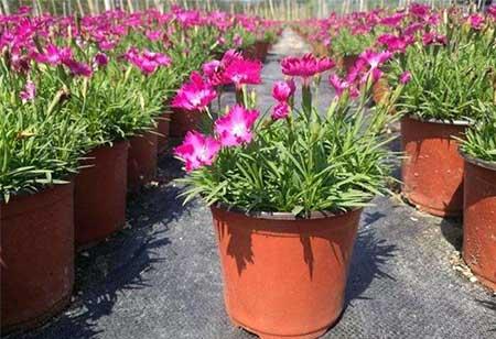 窗台养什么花最好