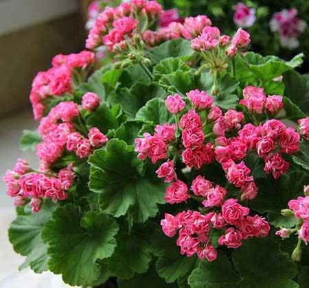 窗台养什么花最好