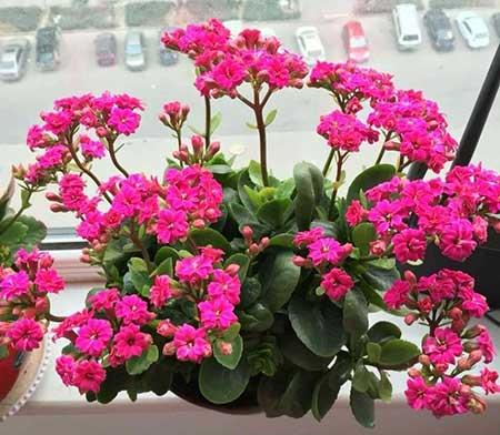 窗台养什么花最好