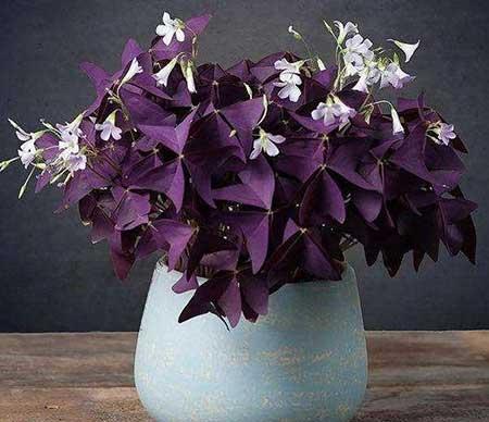 窗台养什么花最好