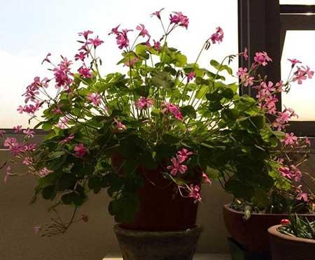 窗台养什么花最好